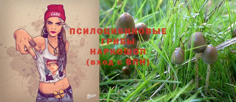 Псилоцибиновые грибы Psilocybe  Полысаево 